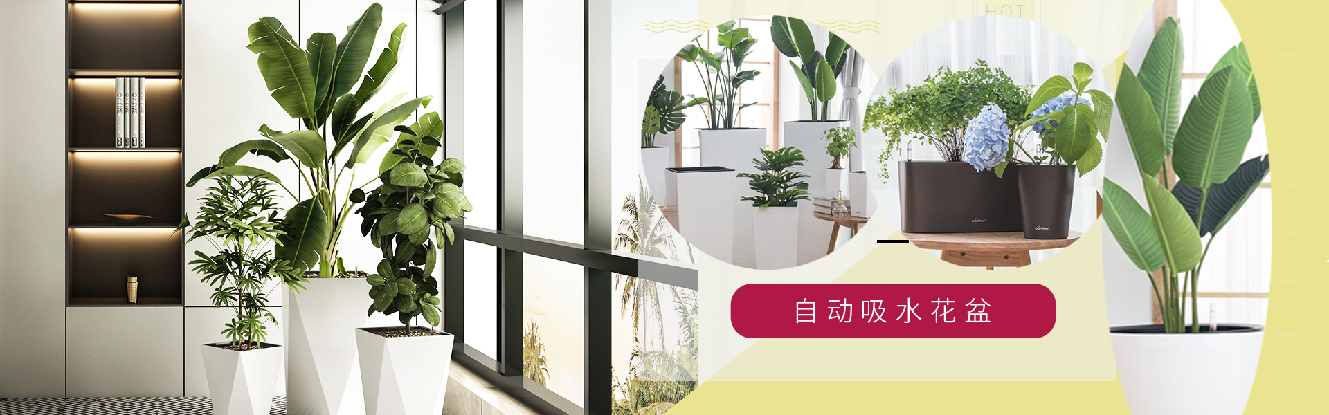 西安綠植租擺